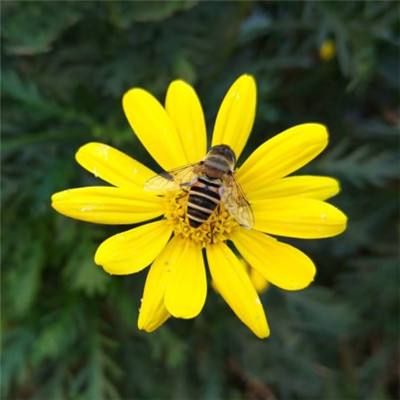 一勺蜂蜜能带走季节性过敏吗？